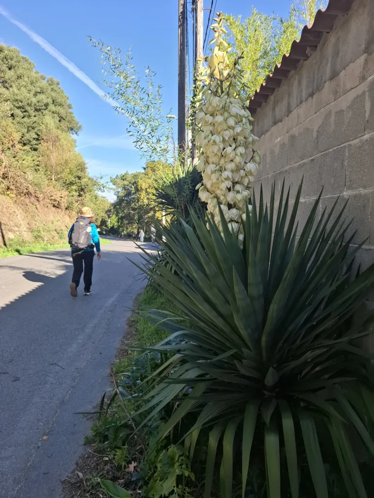 Kopeček do Santiago de Compostela