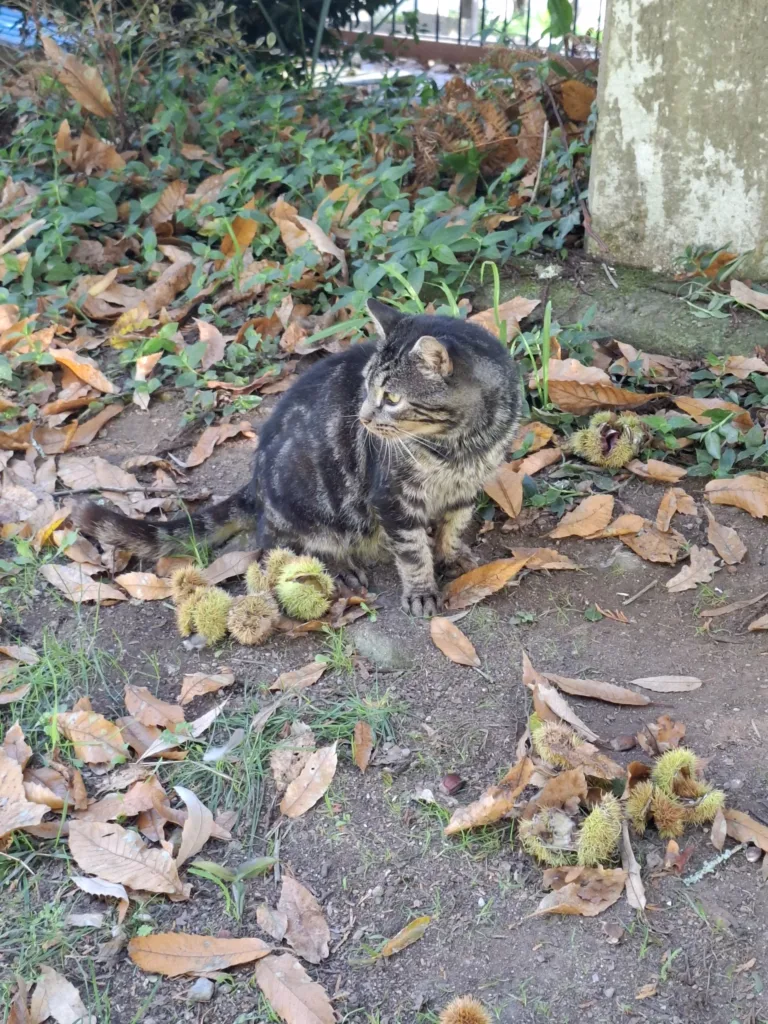 Teď nefoť Santiago de Compostela