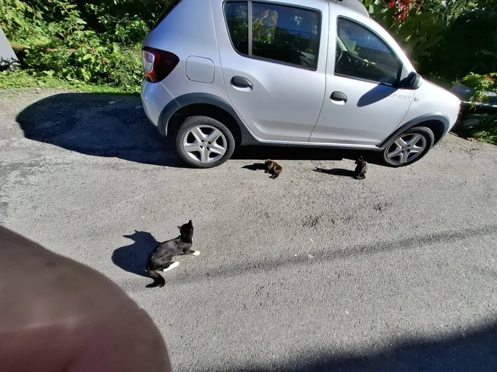 Kočičí pohoda Santiago de Compostela