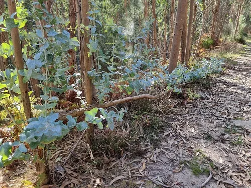 Eukalypty na Alto da Groba