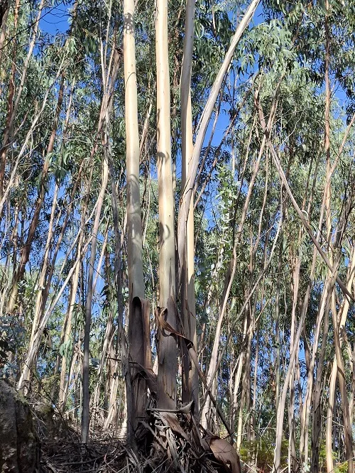 Eukalypty na Alto da Groba2