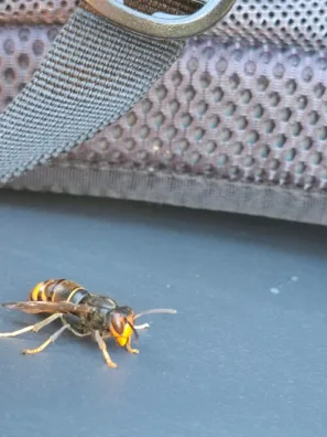 Fogar do Peregrino bacha kam si sedáš