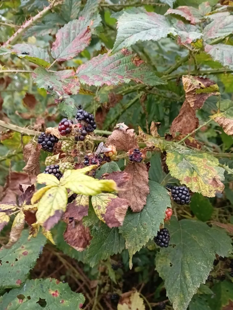 Třemšín výhled ostružiny