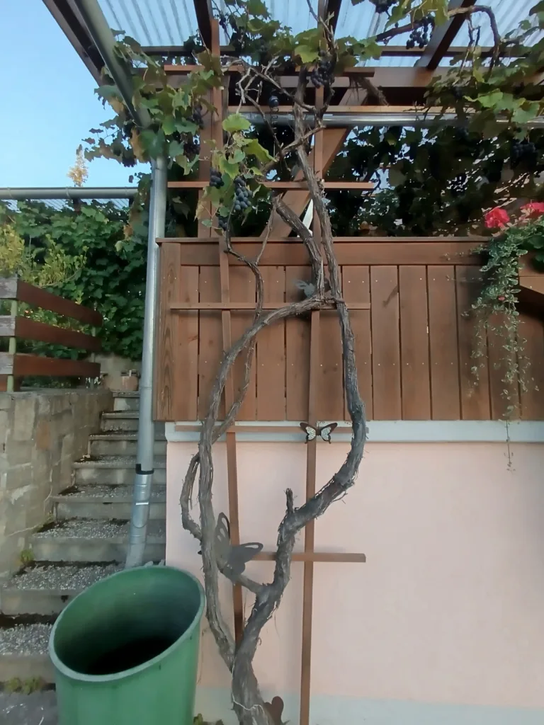 Voggenzell vyvíšené víno