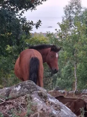 Koně v trní Viladesuso