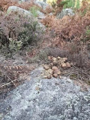 Koně v trní kobližky