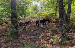 Koně v trní na kaštanech