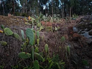 Na pasece Viladesuso
