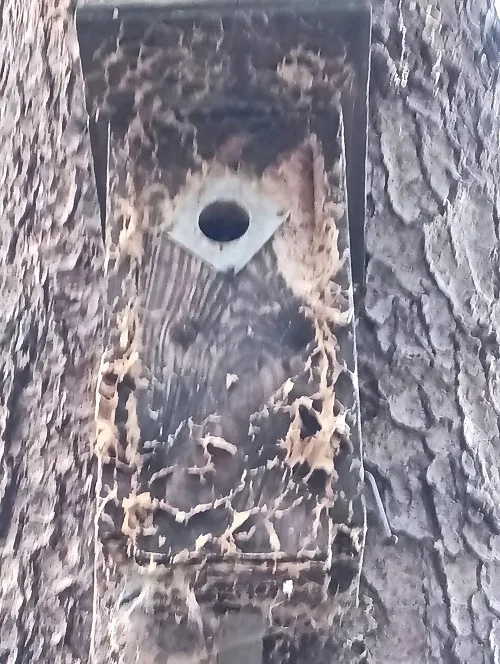 Plánice les budka fotopast