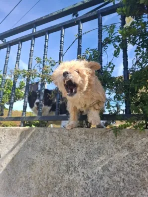 Ramallosa pes tady vás nechceme