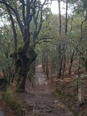 Santiago de Compostela cesta lesem