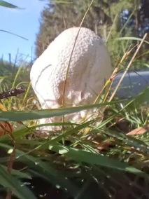 asfaltohouba Kellburg