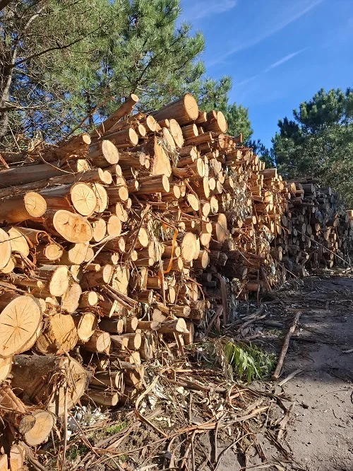 eukalypty skládka dřeva