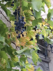 Lauzerte pravá réva