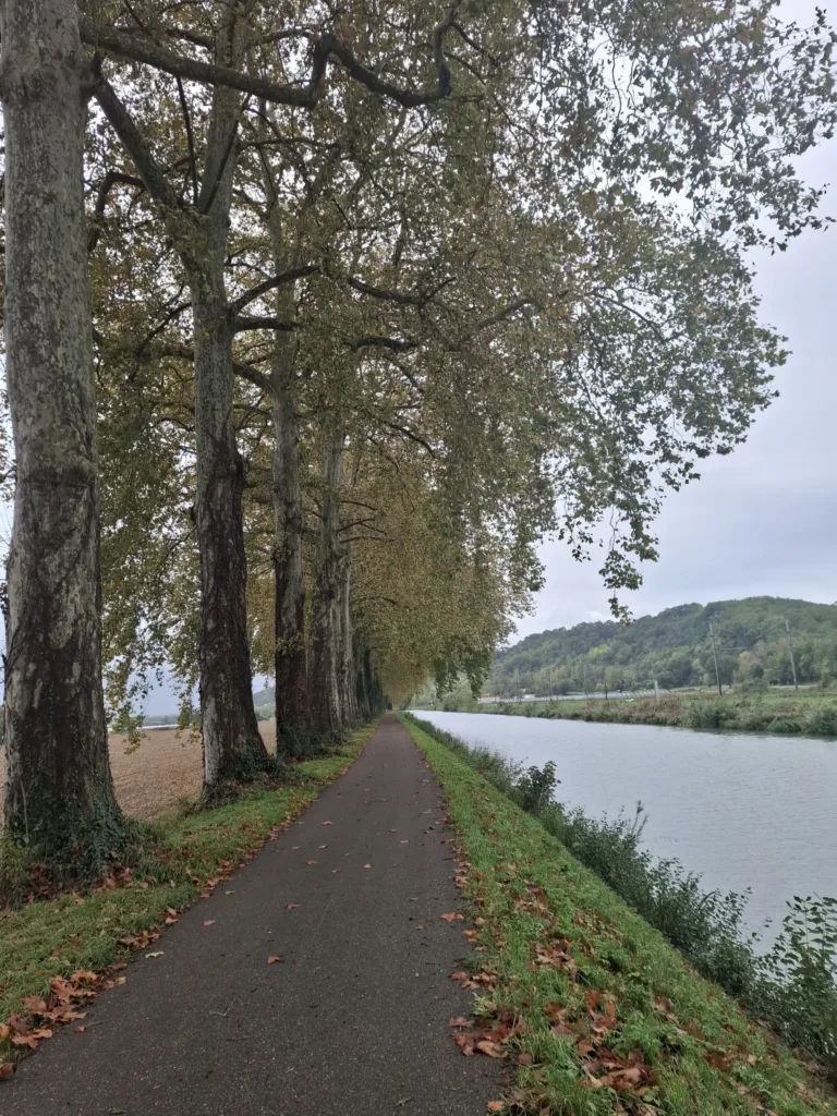 Canal do midi platanová alej