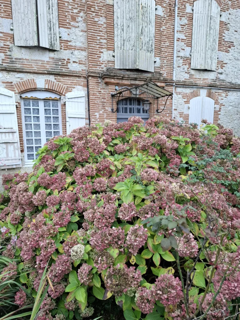 Canal du midi hortenzie před domem