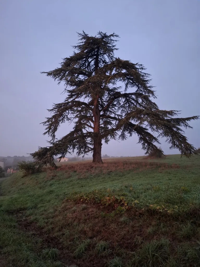 modřín nad Auville