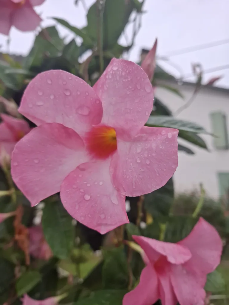 Kytky před sant antoine