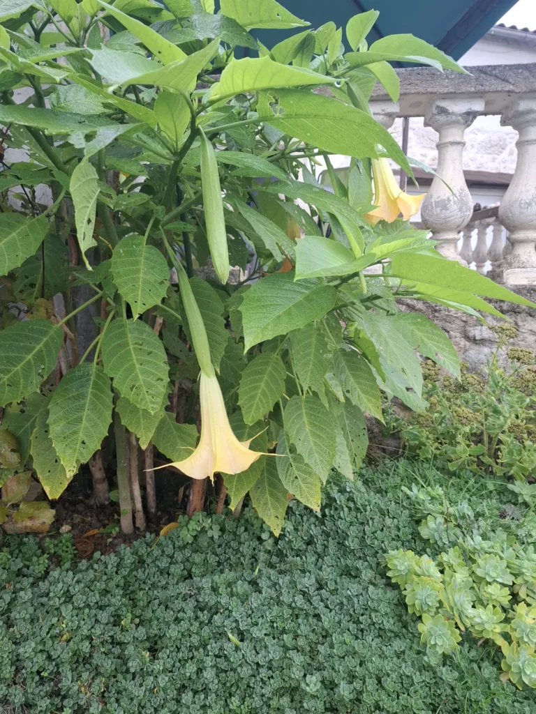 Andělské trubky před San Antoine