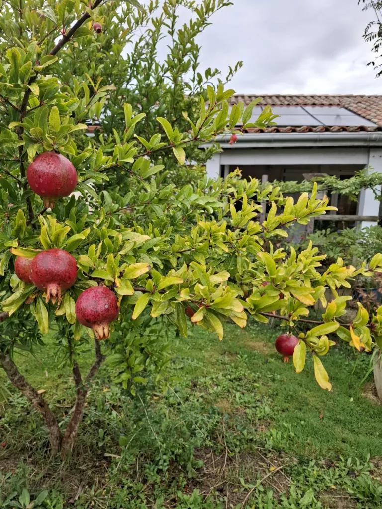Miradoux granátová jablíčka