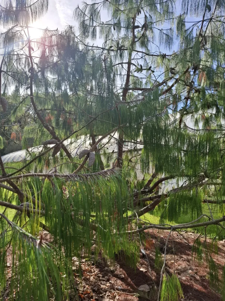 Klášter La Roumieu něco zeleného