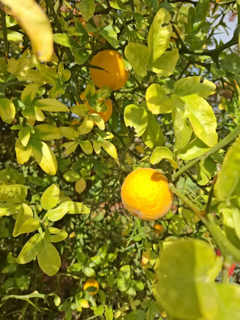 Klášter La Roumieu citrony