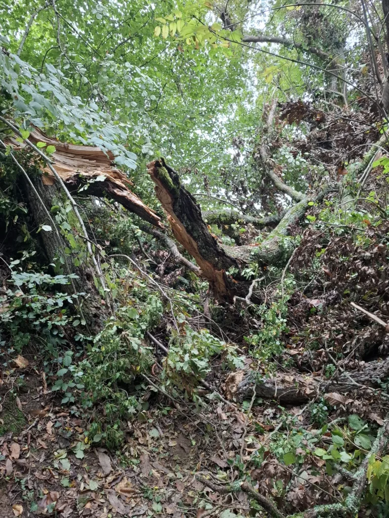 Lanne Soubiran padlý dub