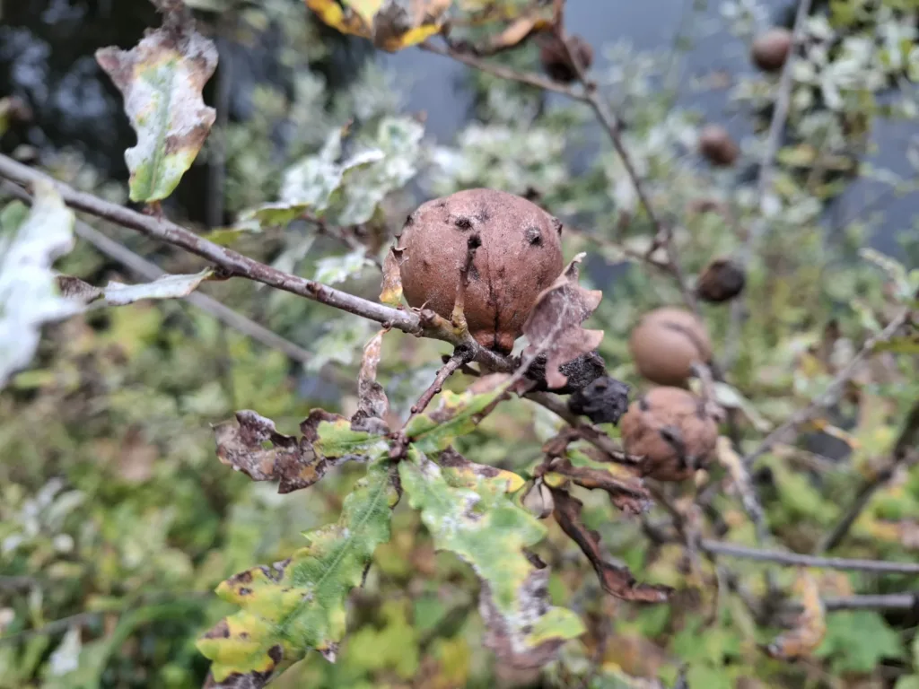 Lanne Soubiran duběnky