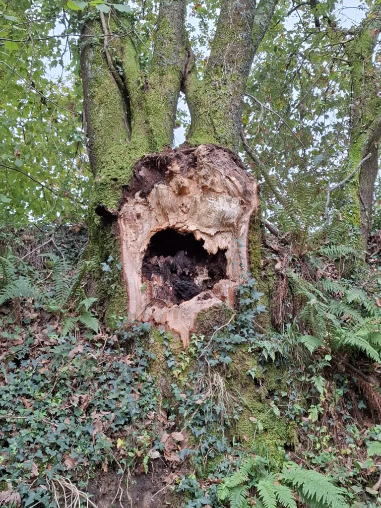 Lanne Soubiran rozlomený dub