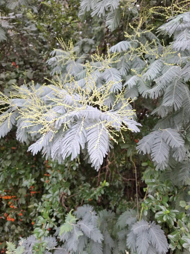 Lanne Soubiran mimóza