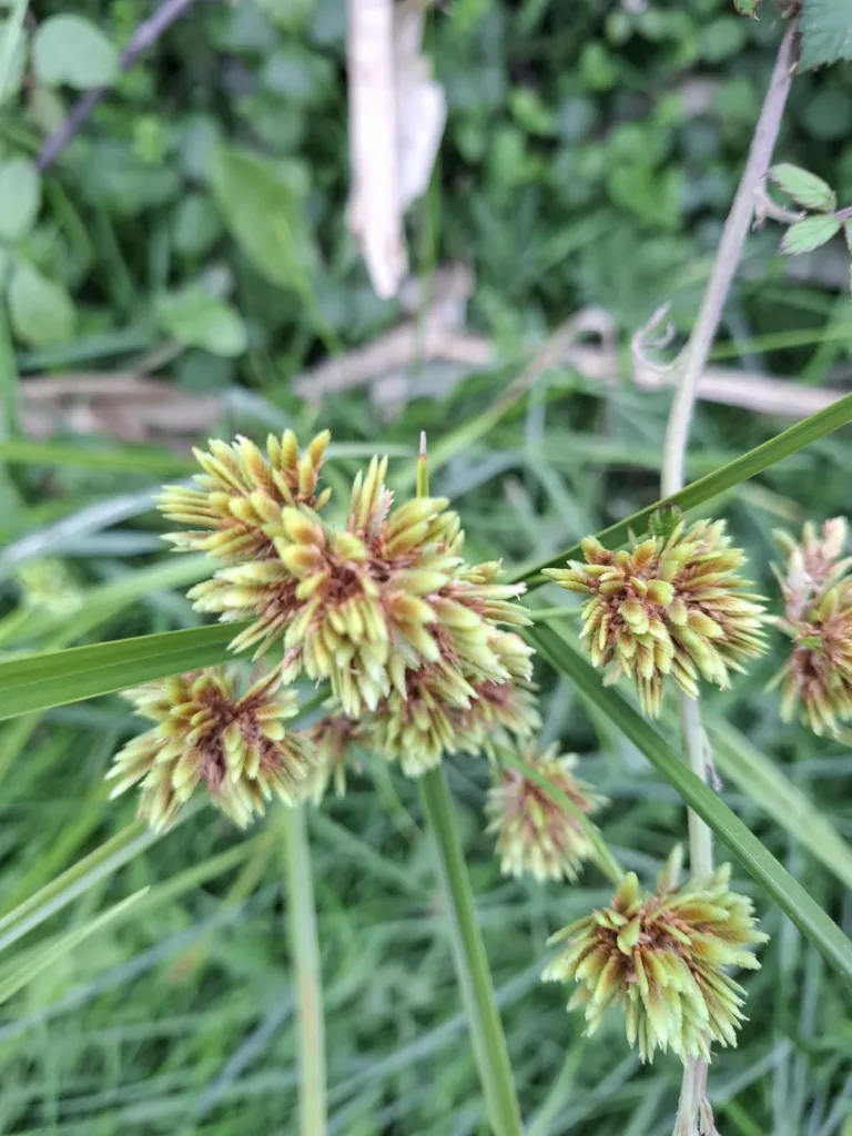 Lelin Lapujolle tráva