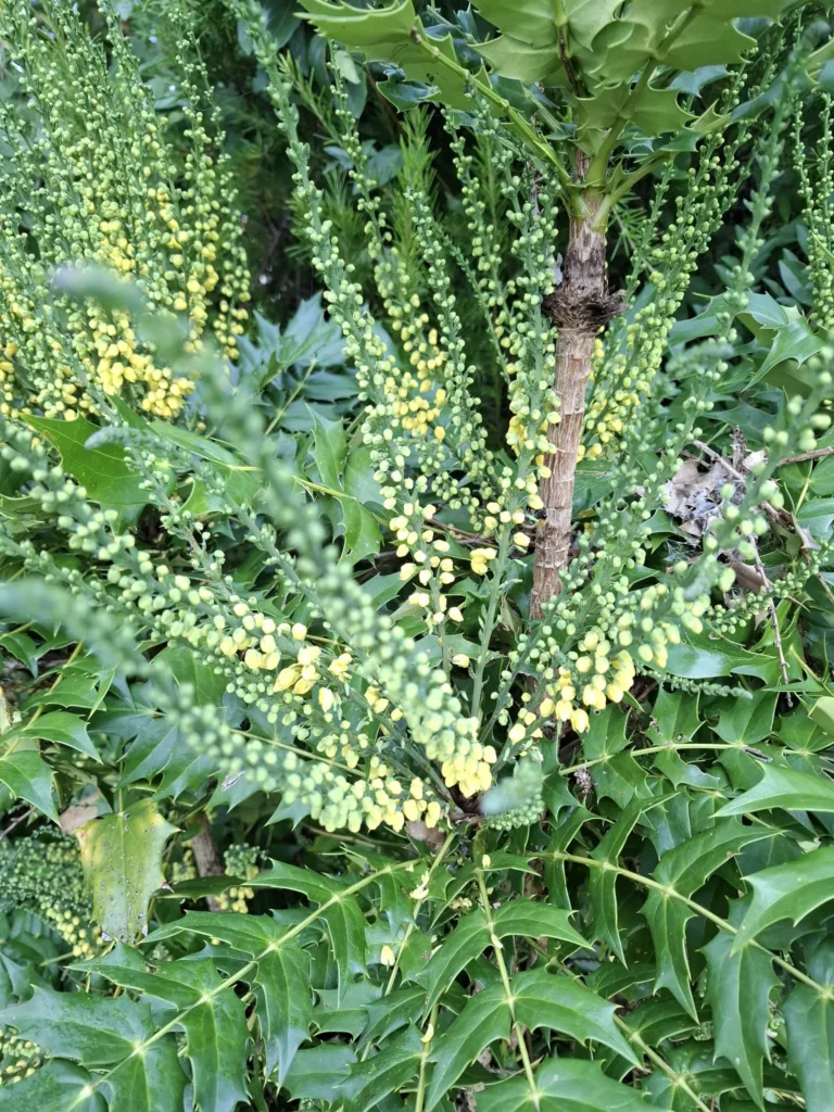 Géus-d’Arzacq Mahónie