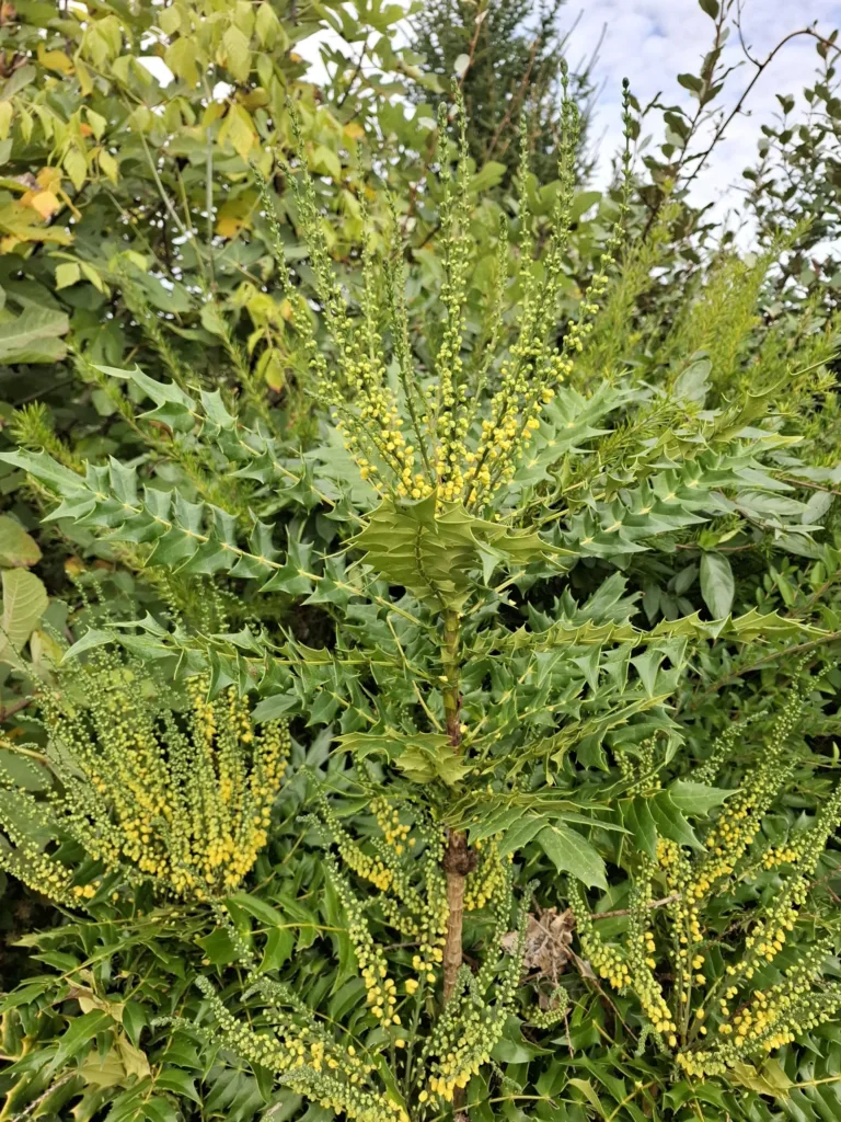 Géus-d’Arzacq mahonie