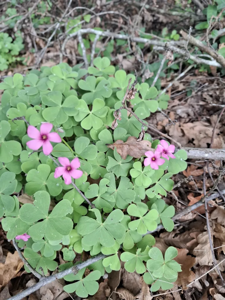 Géus-d’Arzacq šťavel