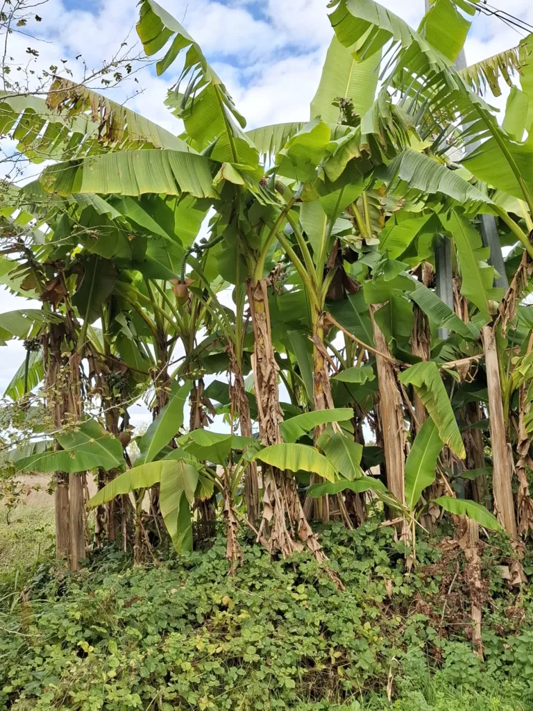 Géus-d’Arzacq banánovníky