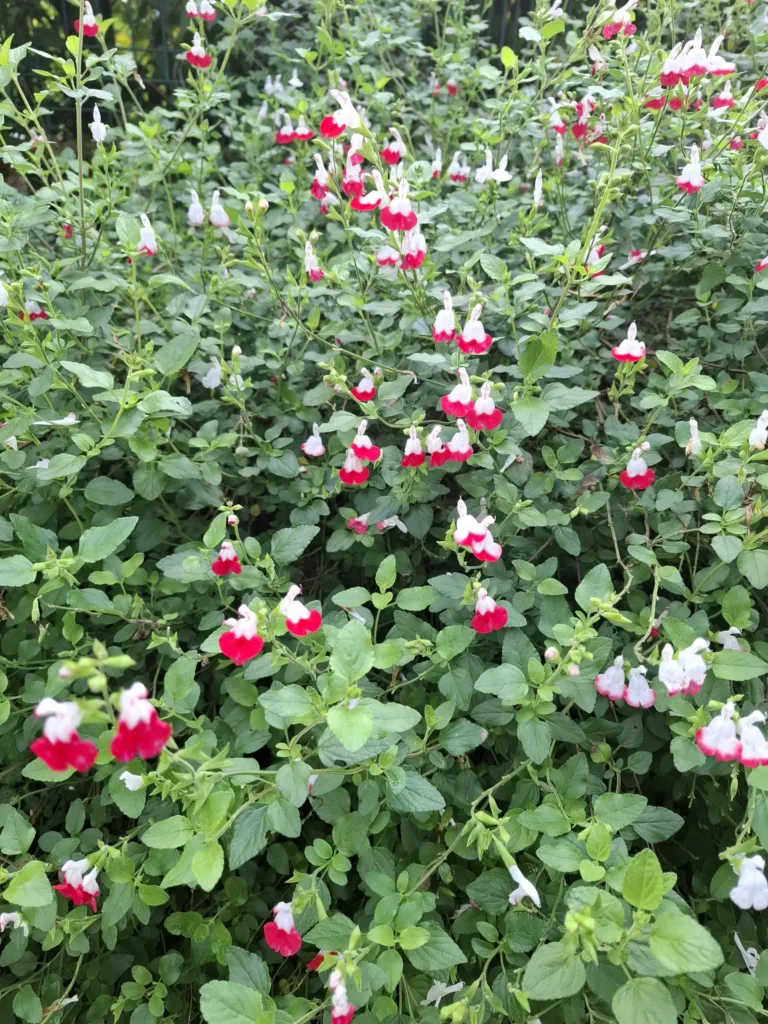 Géus-d’Arzacq kytka