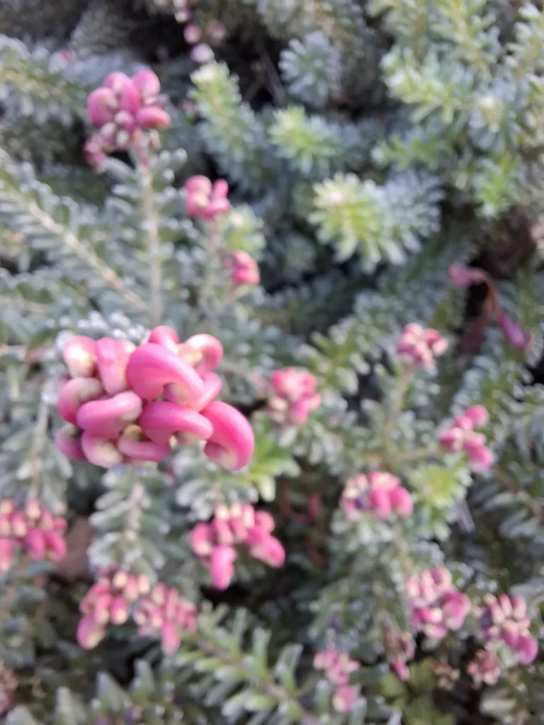 Arthez-de-Béarn kytka