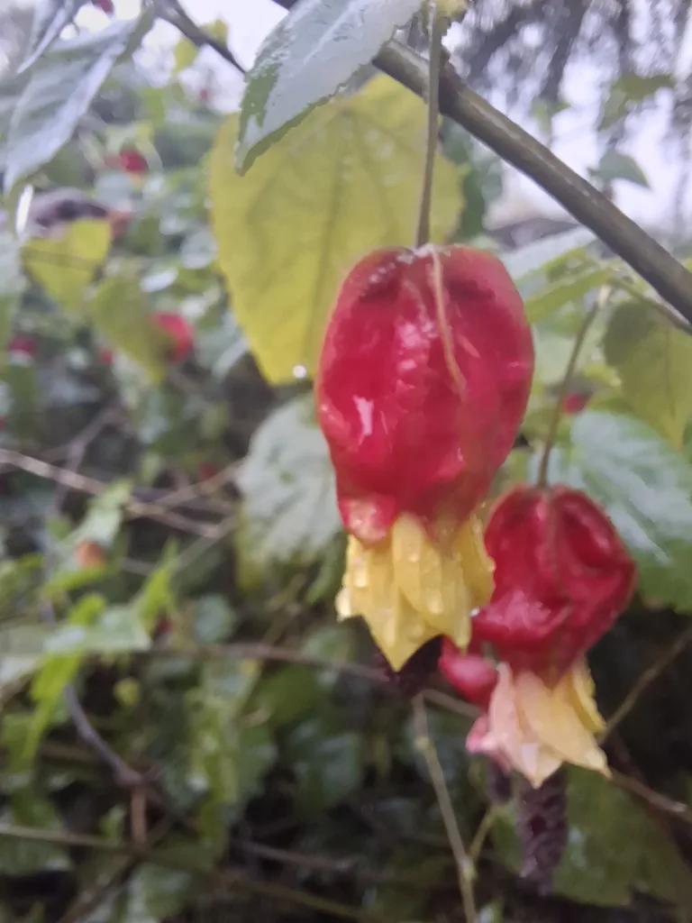 Castetnau-Camblong lampionky