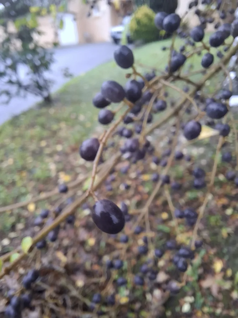 Castetnau-Camblong černé třešně?