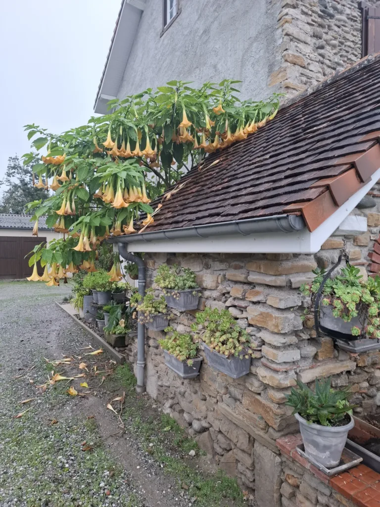Castetnau-Camblong andělské trumpety