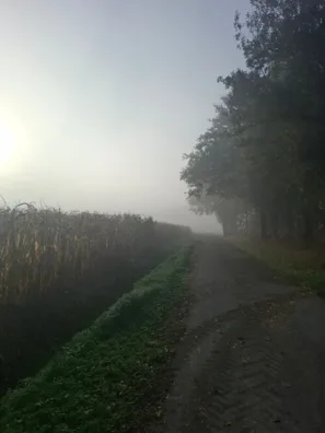 Aire-sur-l’Adour kukuřice