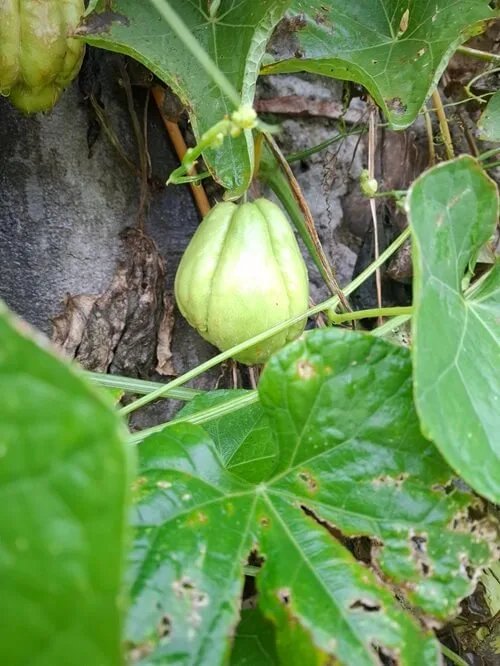 Castetnau-Camblong čajot