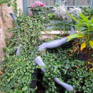 Fialové nohy v roští Lauzerte