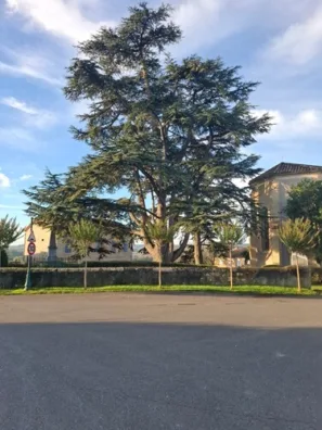 Marsolan modřín před kostelem