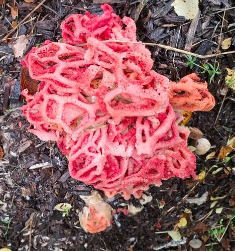 Mřížovka červená s&nbsp;vajíčkem