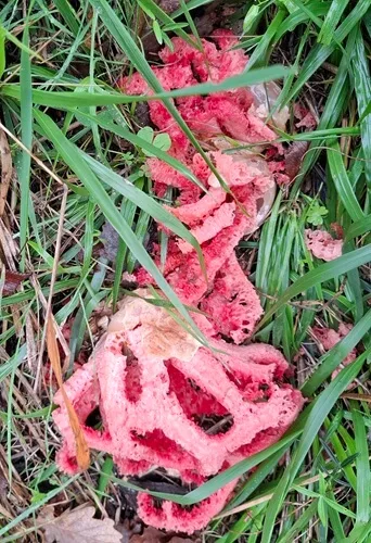 Mřížovka červená