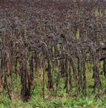 Mrtvé slunečnice Flamarens