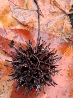 ambroň západní plod