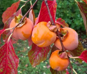 kaki Durfort-Lacapelette