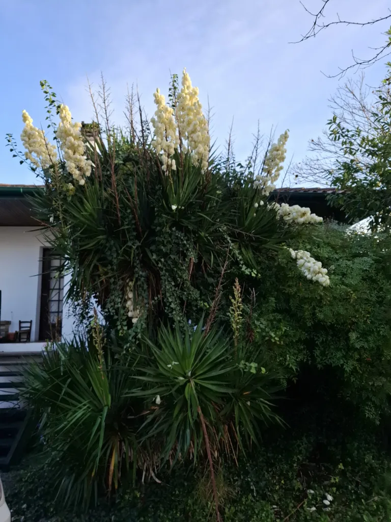 Juka Cambo-les-Bains